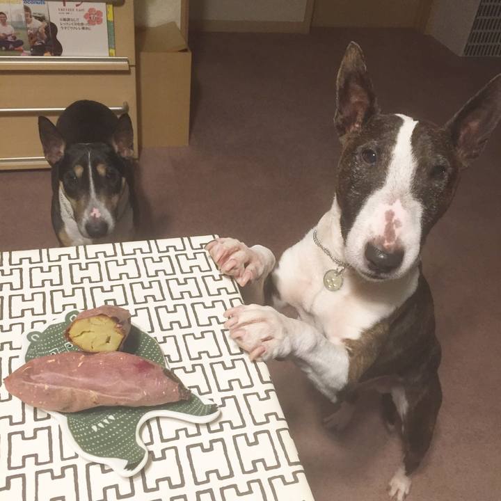 4b9a6ee6 33f7 459f 8d1a ca39c0b54f40