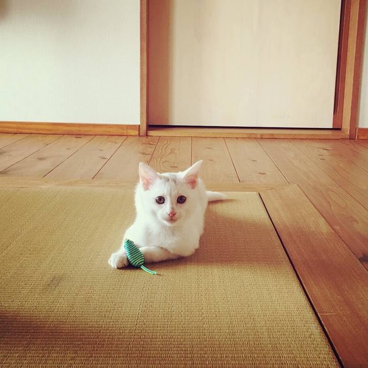 4ba5c91b acec 41da b818 021373ea0632