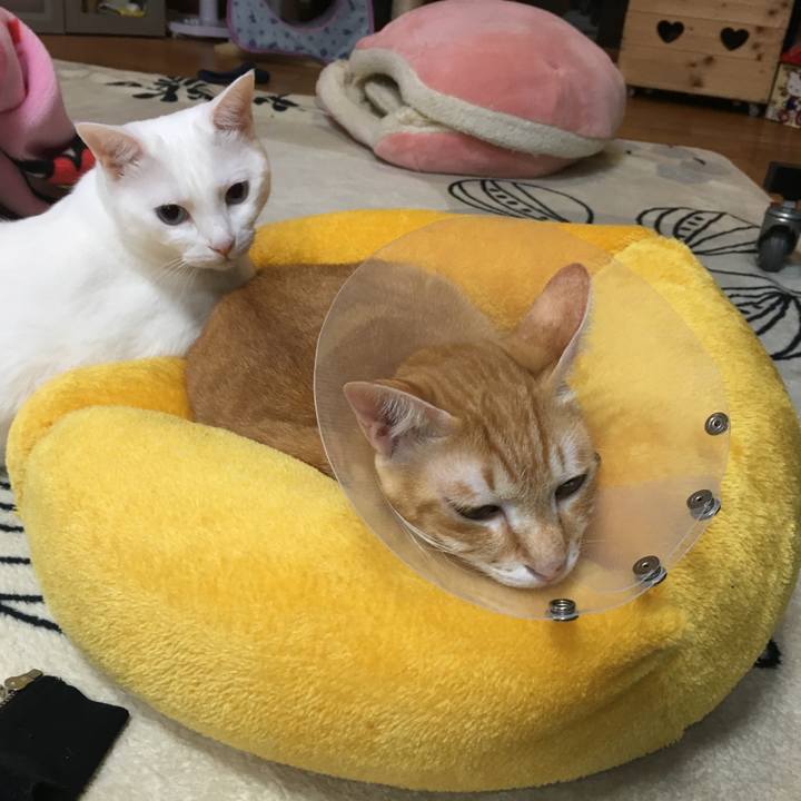 4ba5cf1a f292 4077 8ae5 5e589e328ecc