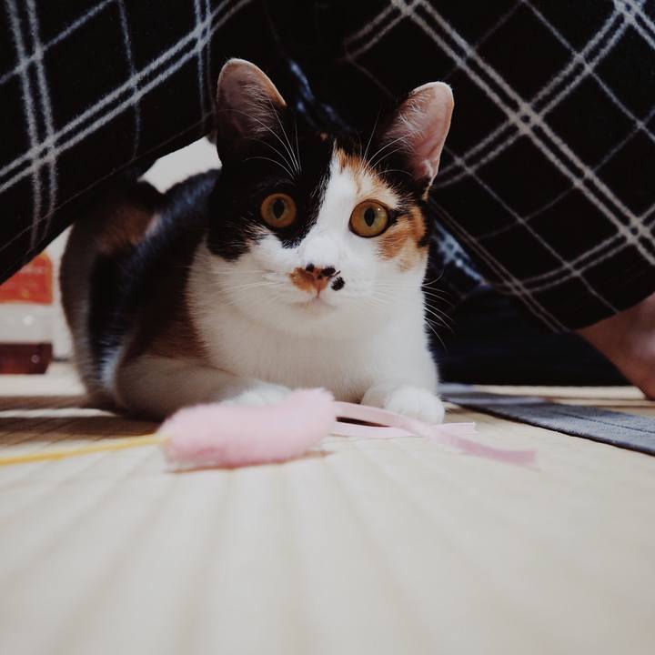 4ba986c8 5be5 49a5 b88e ac7bdded16b9