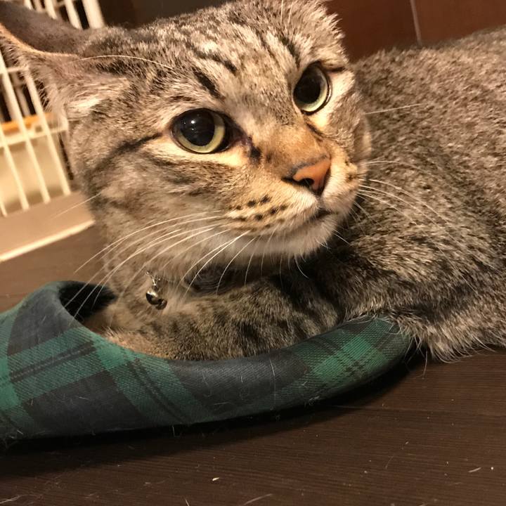 4bb72d46 2492 44ce 82de 2047a692f019