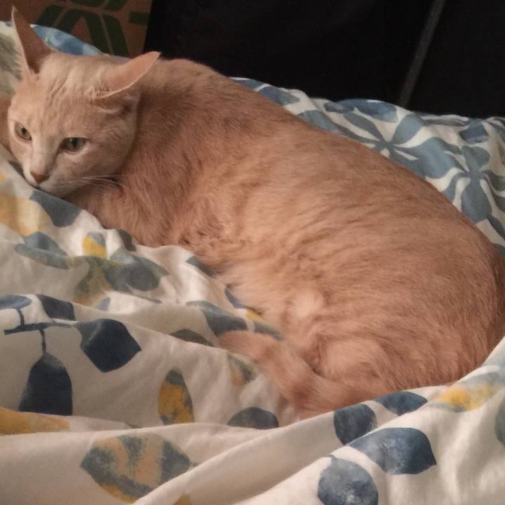 4bbf7c8b 9c16 42f6 b932 ac81fbcd6611