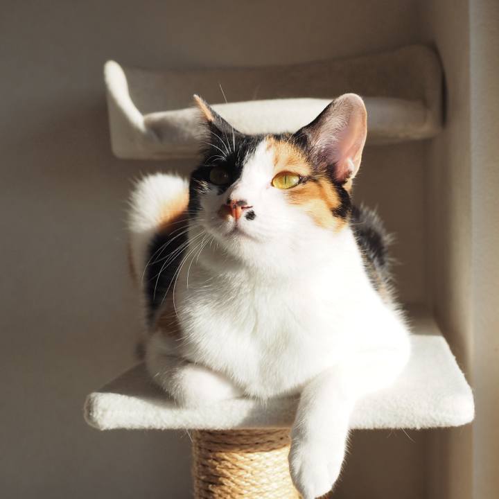 4bc77b01 456d 4c51 a7fc c7377c45a290