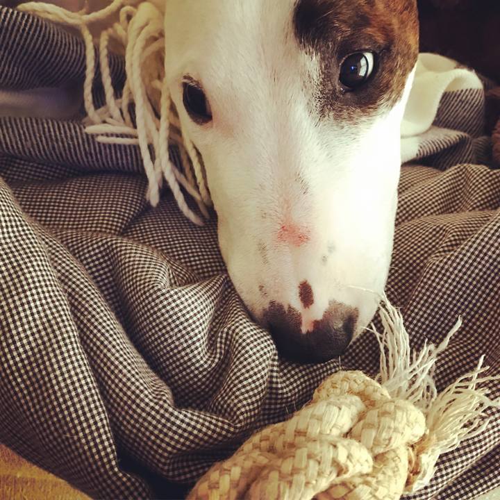 4bc81e5d d7bf 4d6f b9a2 e653fdcf5dc8