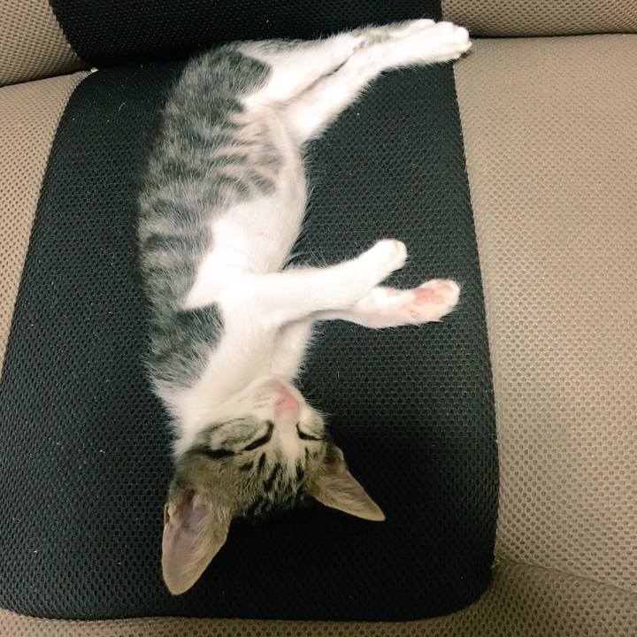 4bcc069d 7dc5 43e5 ac91 d4457e13658e