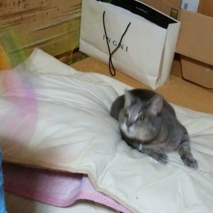 4bcff0a8 6f37 46a7 ab08 c1cc568b26ae