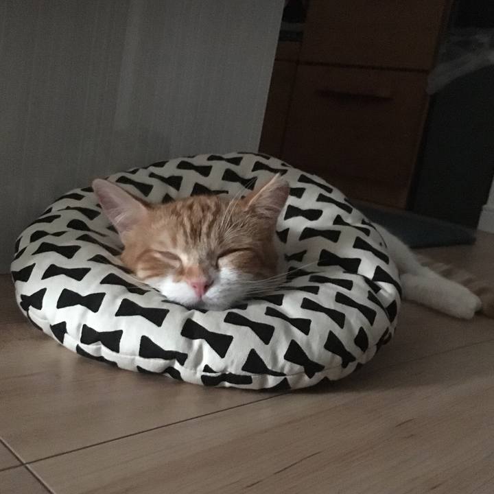 4bdc4d45 0368 4c69 8de3 22414d0e711b