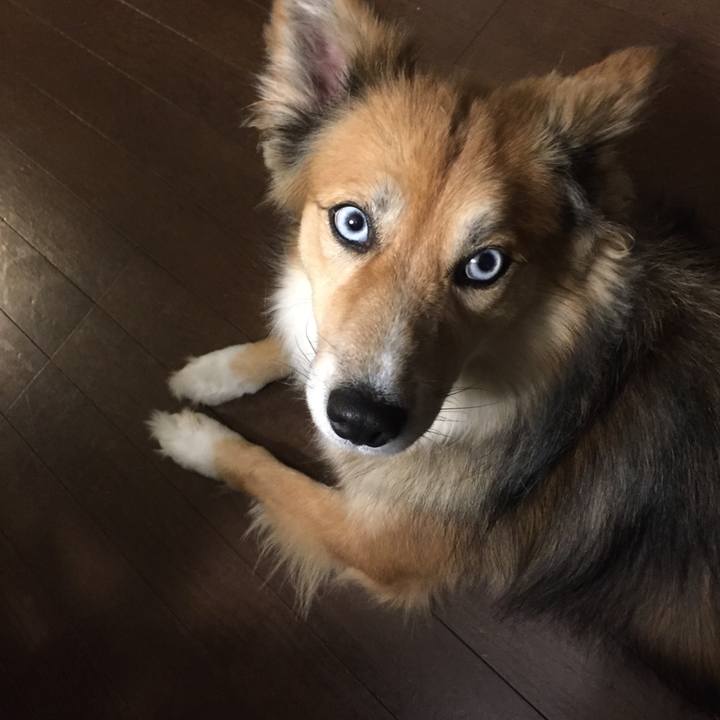 4bde62ff 4cbf 4a03 950e 825485ddb622