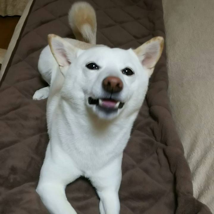 4be0c7da d558 4d6c 9a4d f79084280155