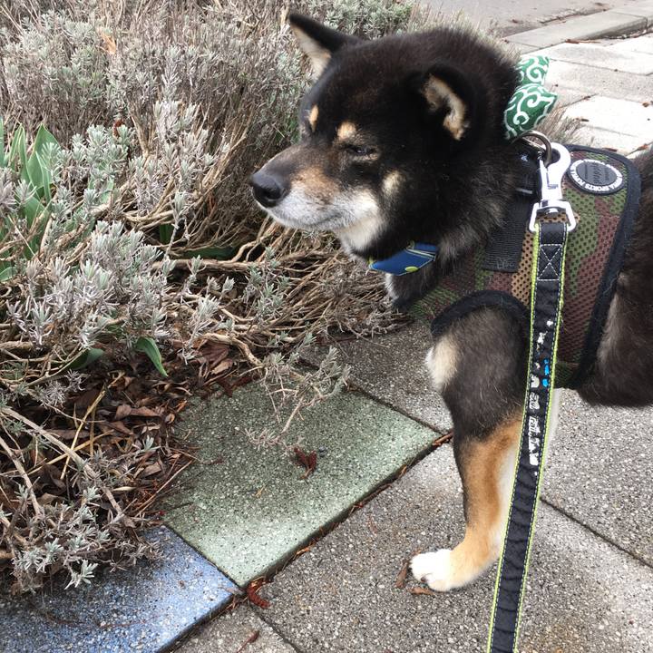 4be1d74c b696 4e82 81e1 fba42a11e1d0