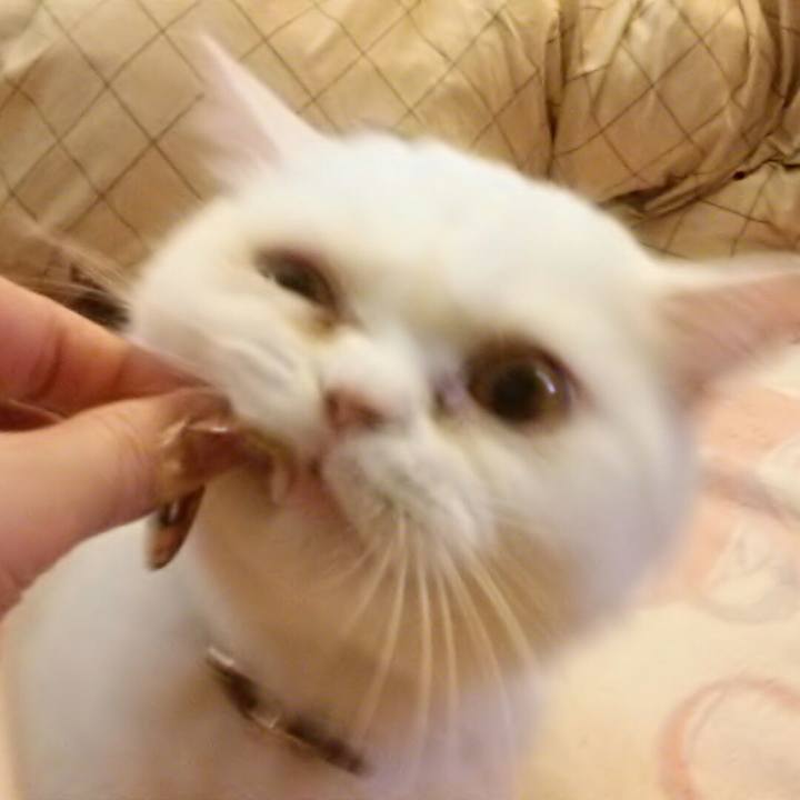 4bf57bfc ad4a 481f 9b71 a6a49d579492