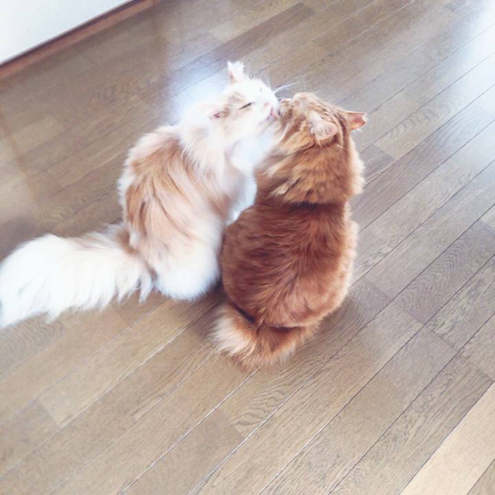 4bf7cc15 f4de 42db a354 329d00d4fcde