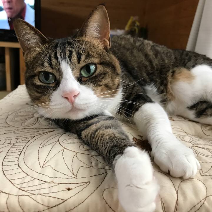 4bfbda56 2ca9 4b88 b797 110245b055ea