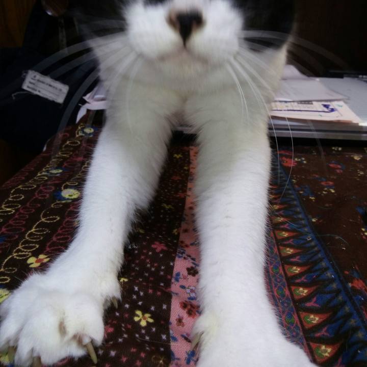 4bfe85d4 adac 414c bb9d 212230358bab