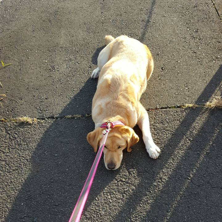 4bfea0c6 472e 45c4 936e 339f18474b18