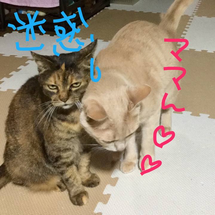 4c0277ce 4dec 4559 a796 ed189b4b437e