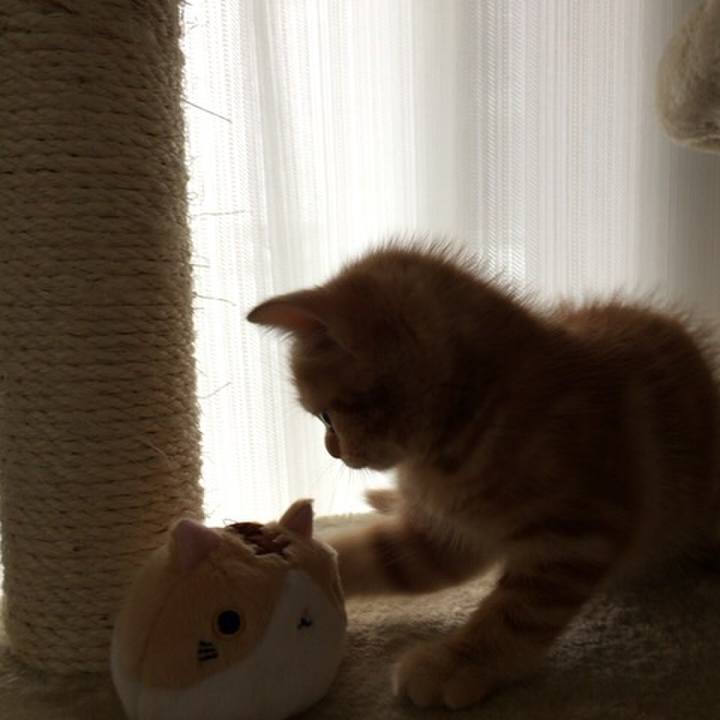 4c03accc 1937 4486 93f9 022b18bd2fa4