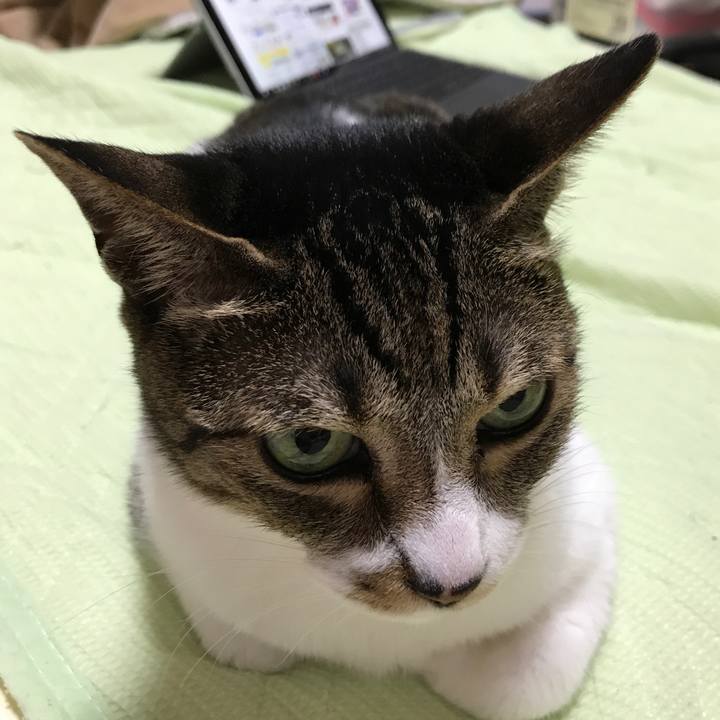 4c0669c2 4c4b 4a8a 97cc 707d9bfe800a