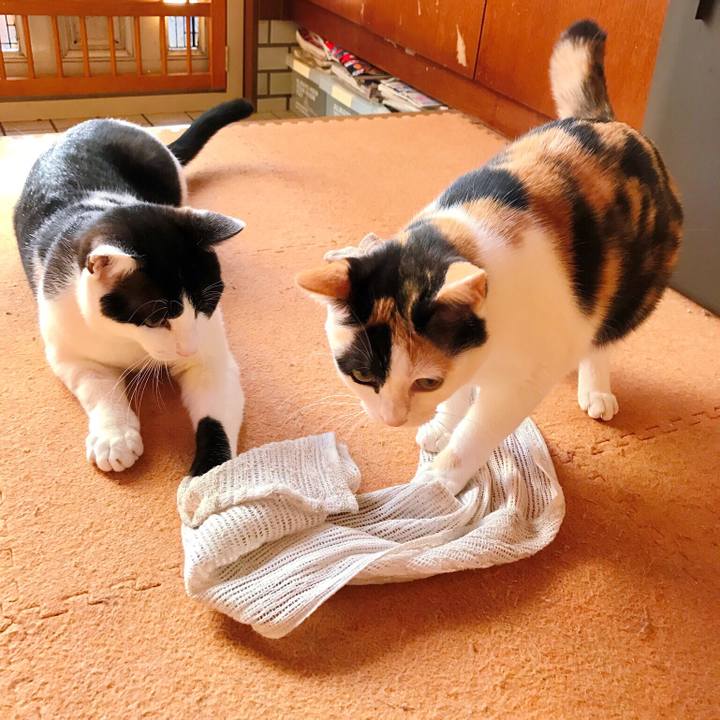 4c090d5d cd86 468e a143 4126cb892d75