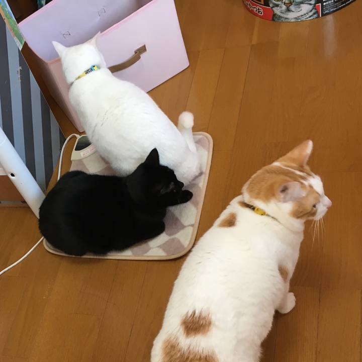 4c09aa3e 445c 471c b4e7 fb0b229f2b17