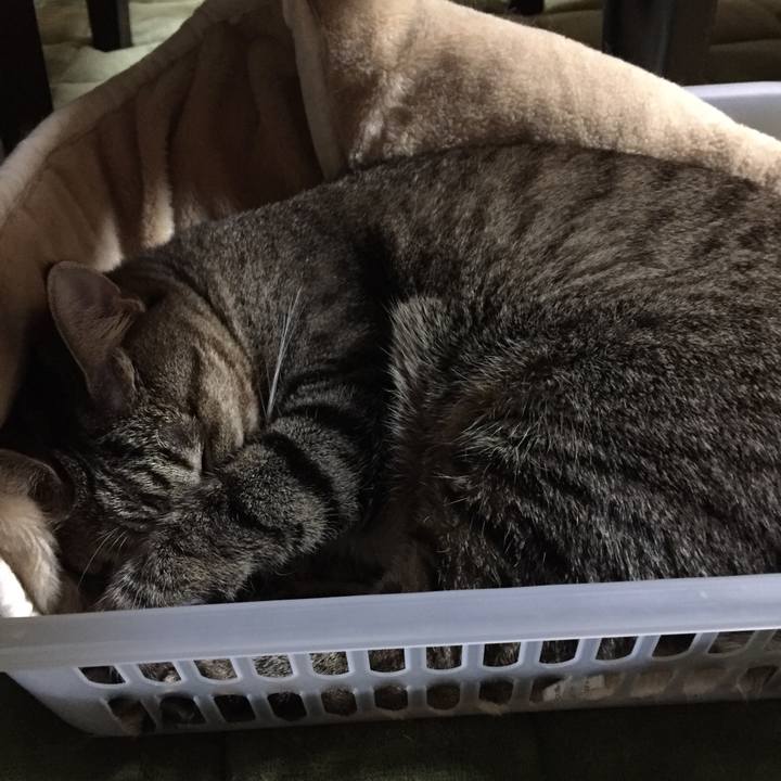 4c0ad697 a3b9 434b 9afe 66484c5b549c