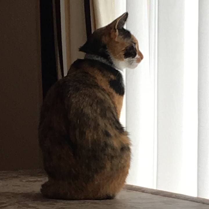 4c0c8218 b231 42c0 ae7c 09edf7375dcb