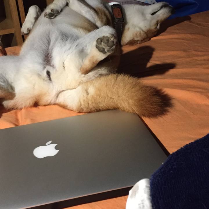 4c0cbc0f c8b2 4f95 8377 872d07a095fd