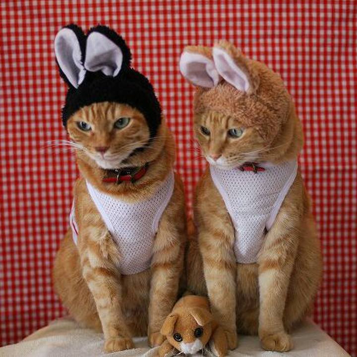 4c0f3e04 8d7b 4244 860a d213fb49643d