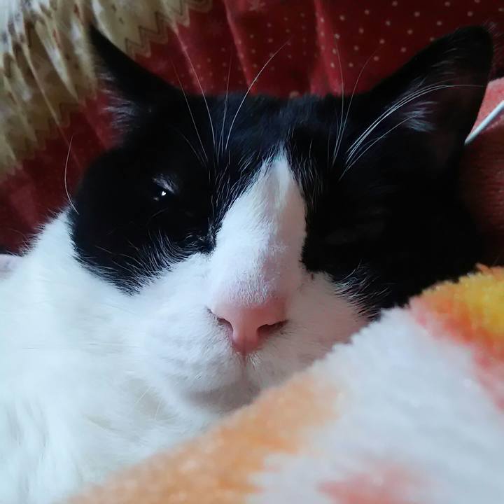 4c0f436b 387b 4fcf 9600 0f9e23ddfc53