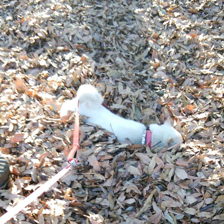 4c1309be 1e65 4916 9fab 512b453f7d1c