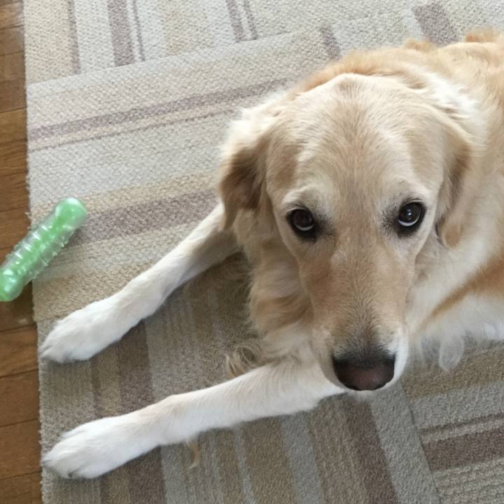 4c13908e 1f20 4ca4 8885 543a83625a0d