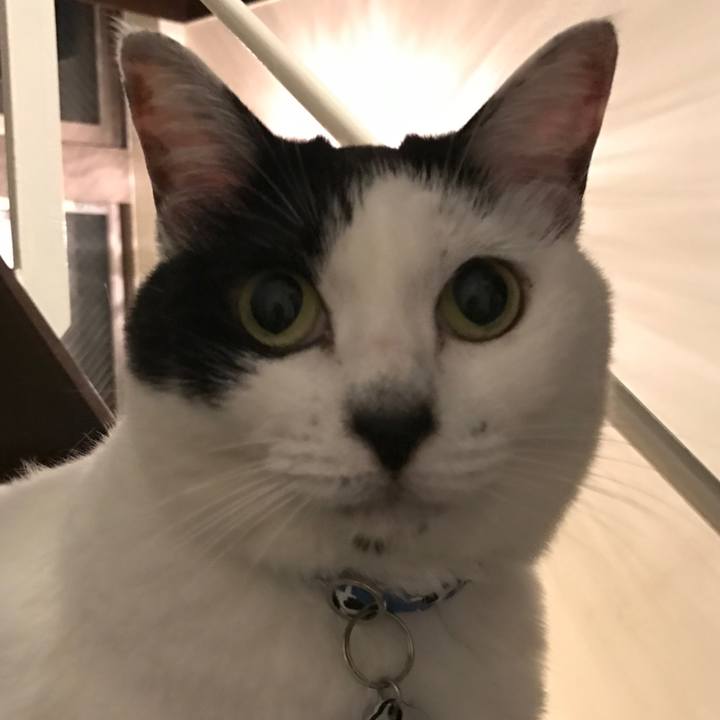 4c146729 b674 4bec b93a 8c35464fc3c6