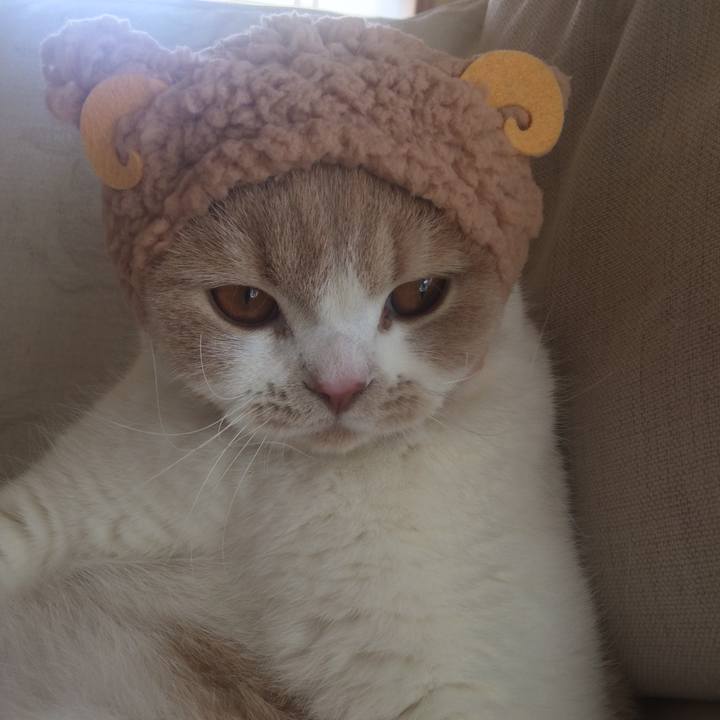 4c17f036 face 4a40 8125 b2473a8c2aed