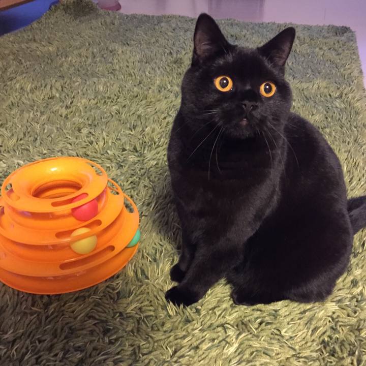 4c19bc36 c53f 48ea 85be 7047ede5f352