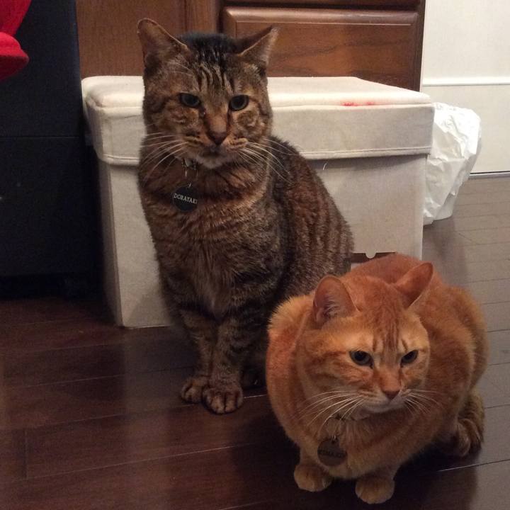 4c1b5b7d 7a76 404b 93f6 e2510eaf1ee0