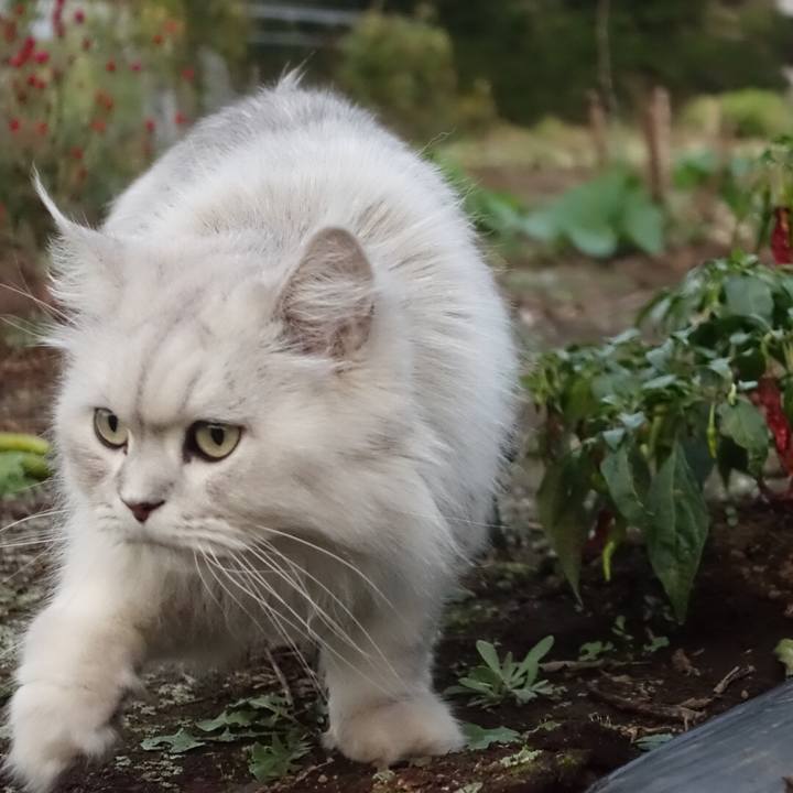 4c1d40a0 aacf 46e2 b7a7 d51a7bf67a38