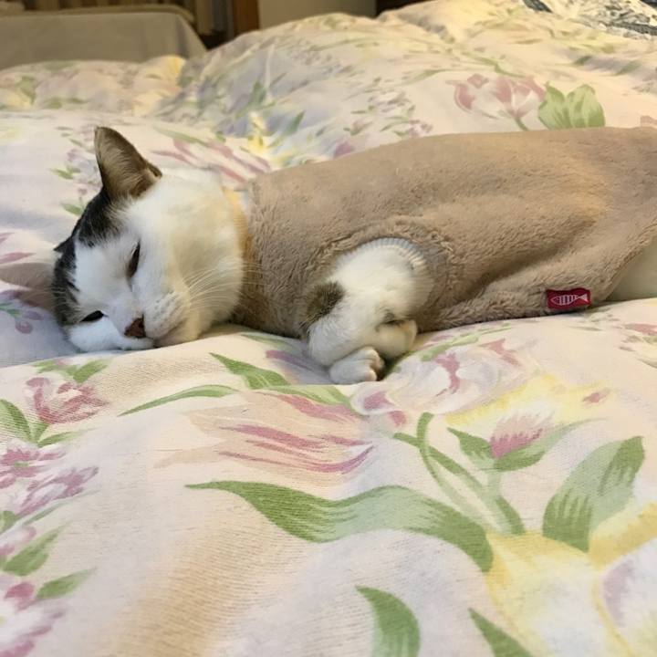 4c240f96 b690 46b9 8127 aba7d9f2bdcb