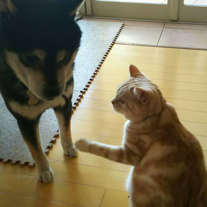 4c242de4 c8c9 418c 92cb 0b99ee0376a7