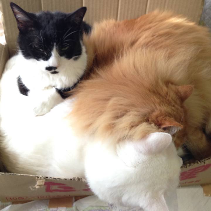 4c25c2cb 7774 43ab 9df6 62b8e5aac9f4