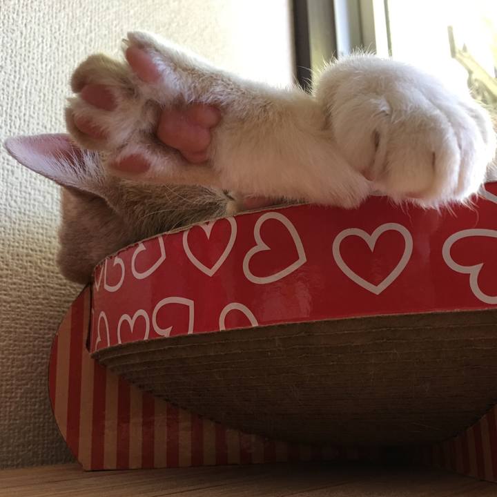 4c2bc97c 39df 4888 b448 497b905d399f