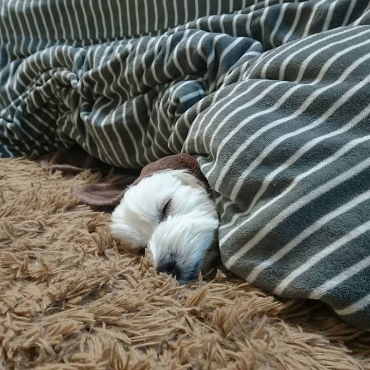 4c2dd36a 46b9 407d 8d51 ff0cb5da1434