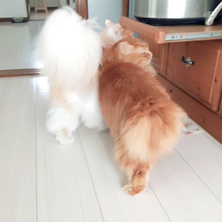 4c2f2f85 47bf 496e beda 6f65ad979776