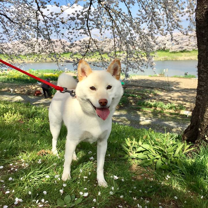 4c355e64 eec5 4112 92c2 39c4943c3293