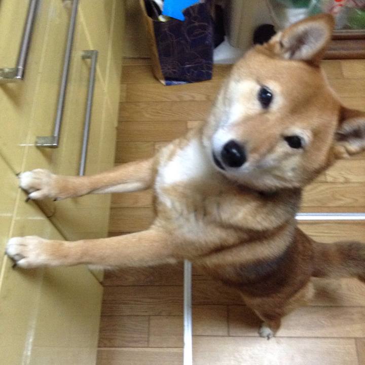 4c38c251 73b4 41bf bdd2 de24e41fd18c