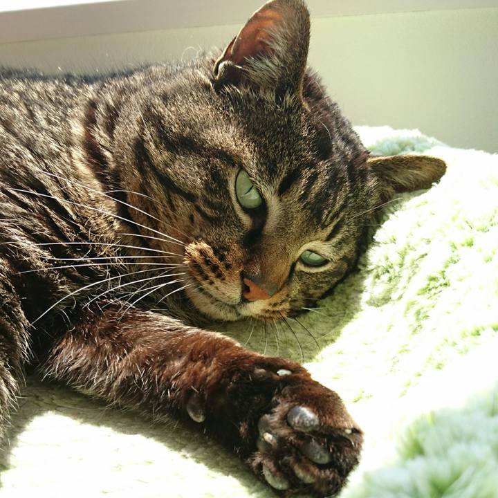 4c38e88c bc68 4bb0 81ba ee798040ef19