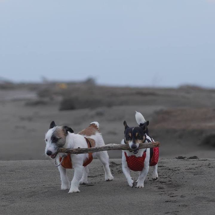 4c39d5e7 dc56 493a 95b8 731ac5f3ecd2