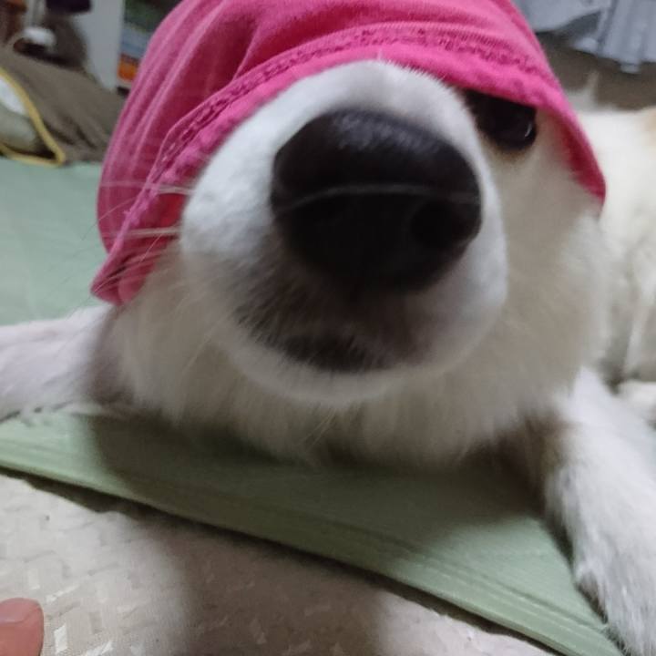 4c40b37e 1784 4597 a52e d96634cb2bda