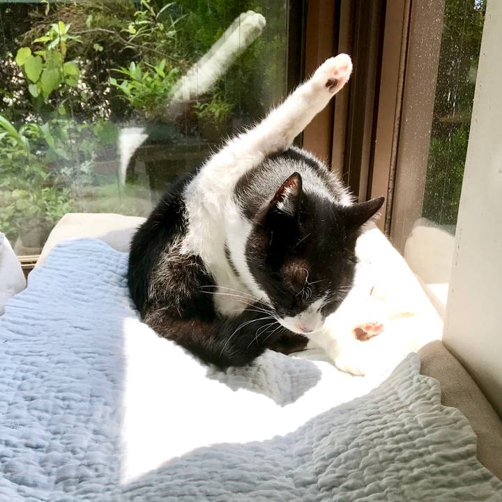 4c4109ca d5da 4144 b12c a0e6dca66a51