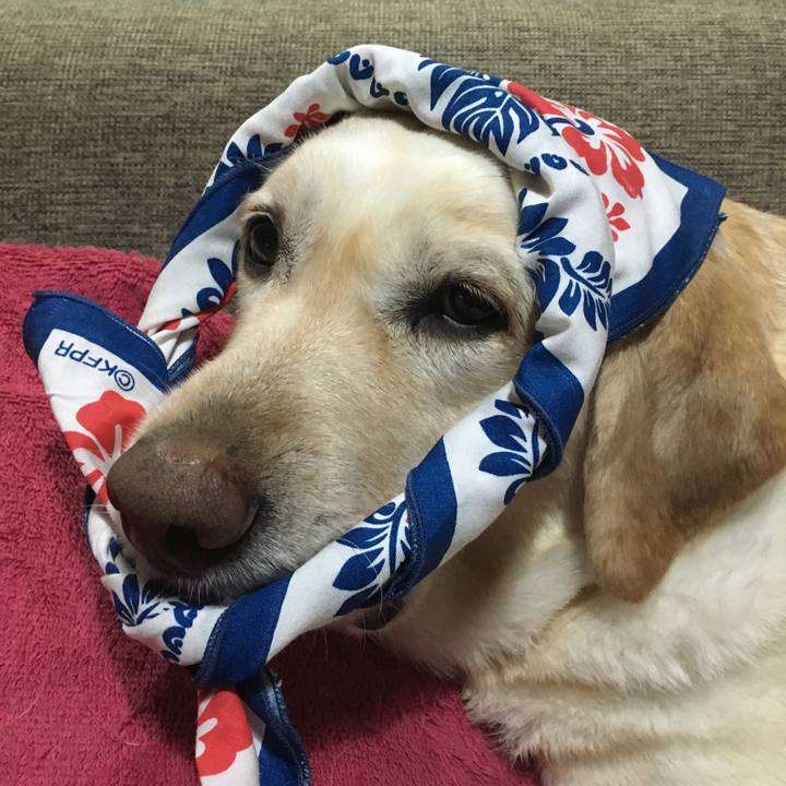 4c427a77 2f09 4498 85c8 cf2833a44d11