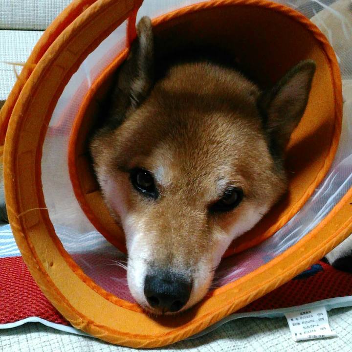 4c42ac03 4b8d 4971 b185 094e6dd001ee